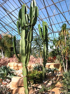 Cactus and Succulent House