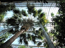 Inside the Palm House