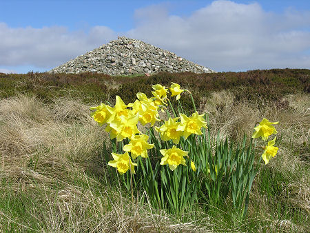 Cairn o' Mount from the South: With Unexpected Daffodils