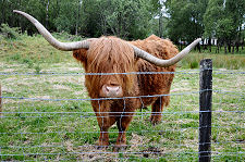 Resident Highland Cow