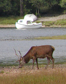 Red Deer Near Monument