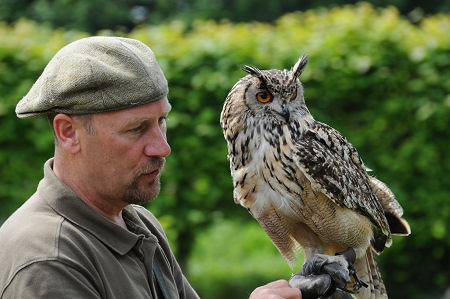 Falconer Andy Hughes and His Eagle Owl During a Display
