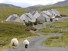 Sheep at Kirkibost
