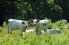 Cadzow White Cattle
