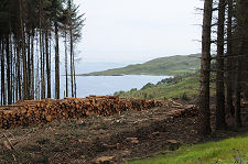 Logging on the East Coast