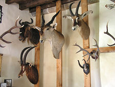 Residents of the Trophy Room