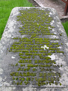 Moss Growing in the Lettering