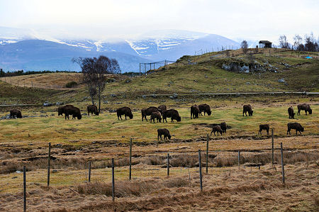 European Bisons and Snowy Mountains