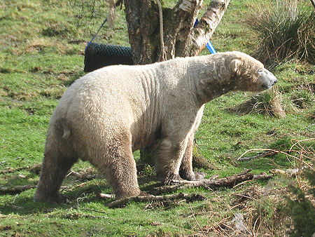 Arktos, One of the Male Polar Bears