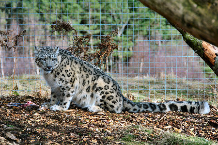 Chan, the Male Snow Leopard