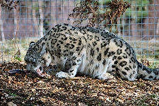 Snow Leopard Eating