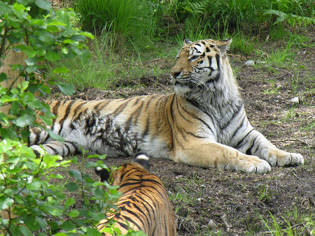 Amur Tigers at the Highland Wildlife Park
