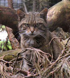  Wildcat at the Highland Wildlife Park