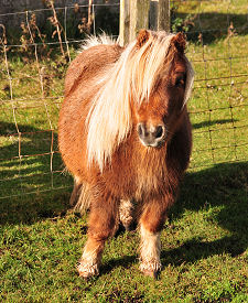 Shetland Pony, Sheigra
