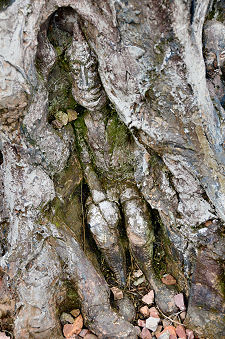 Intricately Carved Tree Stump