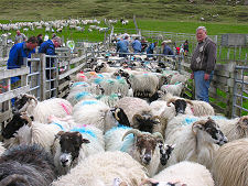 Sorting the Sheep