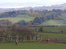 Distant Views from the Deer Farm