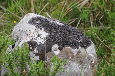 Stone with Black Lichen