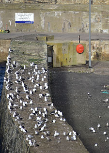 Harbour Seagulls