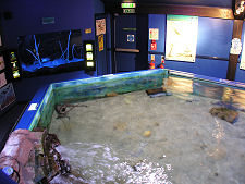 The Ray Pool