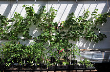 Inside the Central Greenhouse
