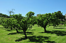 A View of the Orchard