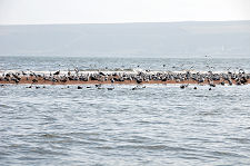 Some of Lunan Bay's Birdlife