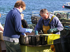 Fishermen Sorting their Catch