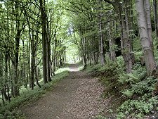 Woodland Walking