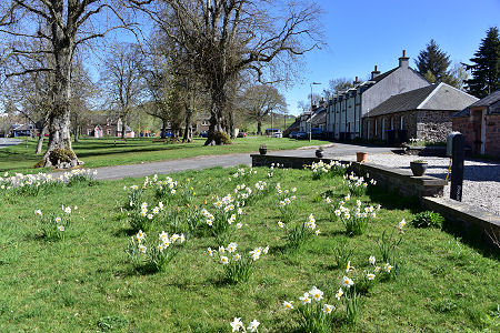 Skirling's Village Green, with Daffodils and Lime Trees