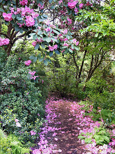 Rhododendron Petals