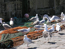 Fishing Nets and Gulls