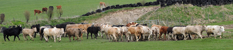 Cattle Charging Through the Field