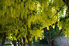 The Laburnum in Full Bloom