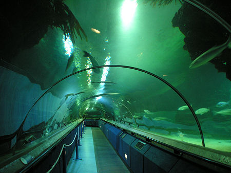 The Underwater Tunnel