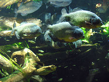 Piranhas in Residence
