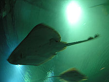 Rays Seen from Underwater Tunnel