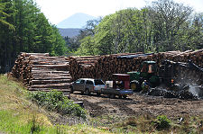 Forestry Operations on Raasay