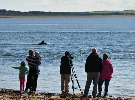 Watching Dolphins at Chanonry Point