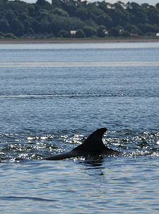Dolphin at Chanonry Point