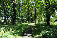 Woodland Path to the Church