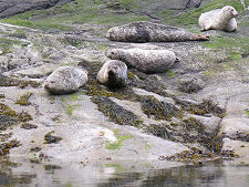 Seals in Loch Scavaig
