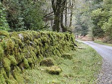 Mossy Wall in the "Dark Mile"