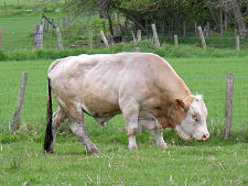 Bull in the Field