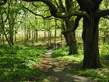 Woodland Walk in Surrounding Estate