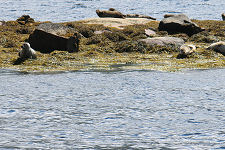 Loch Etive Seals