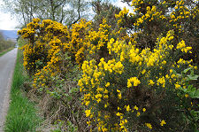 Different Shades of Yellow Gorse
