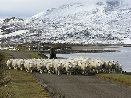 Sheep being shepherded in Sutherland