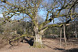 Birnam Oak