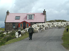 Sheep in Applecross